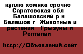 куплю хомяка срочно - Саратовская обл., Балашовский р-н, Балашов г. Животные и растения » Грызуны и Рептилии   